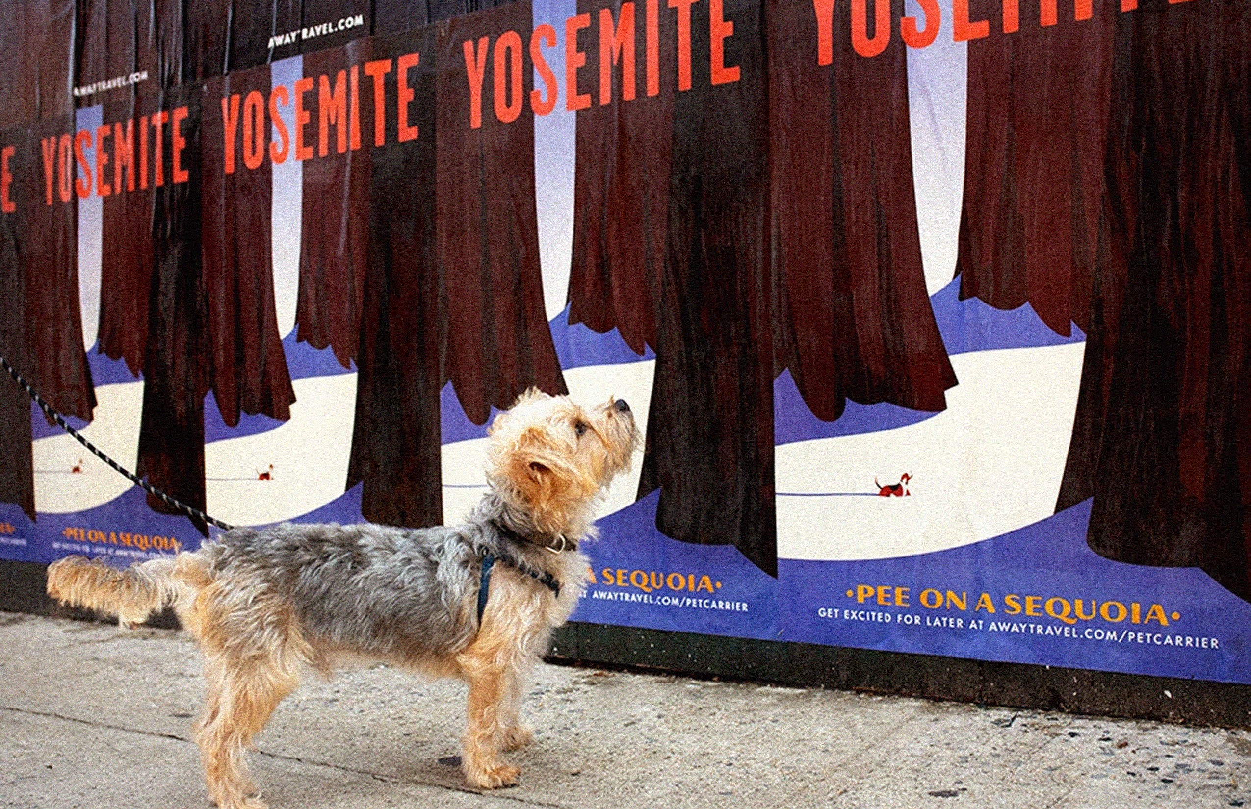 away_petcarrier_ooh_wide1