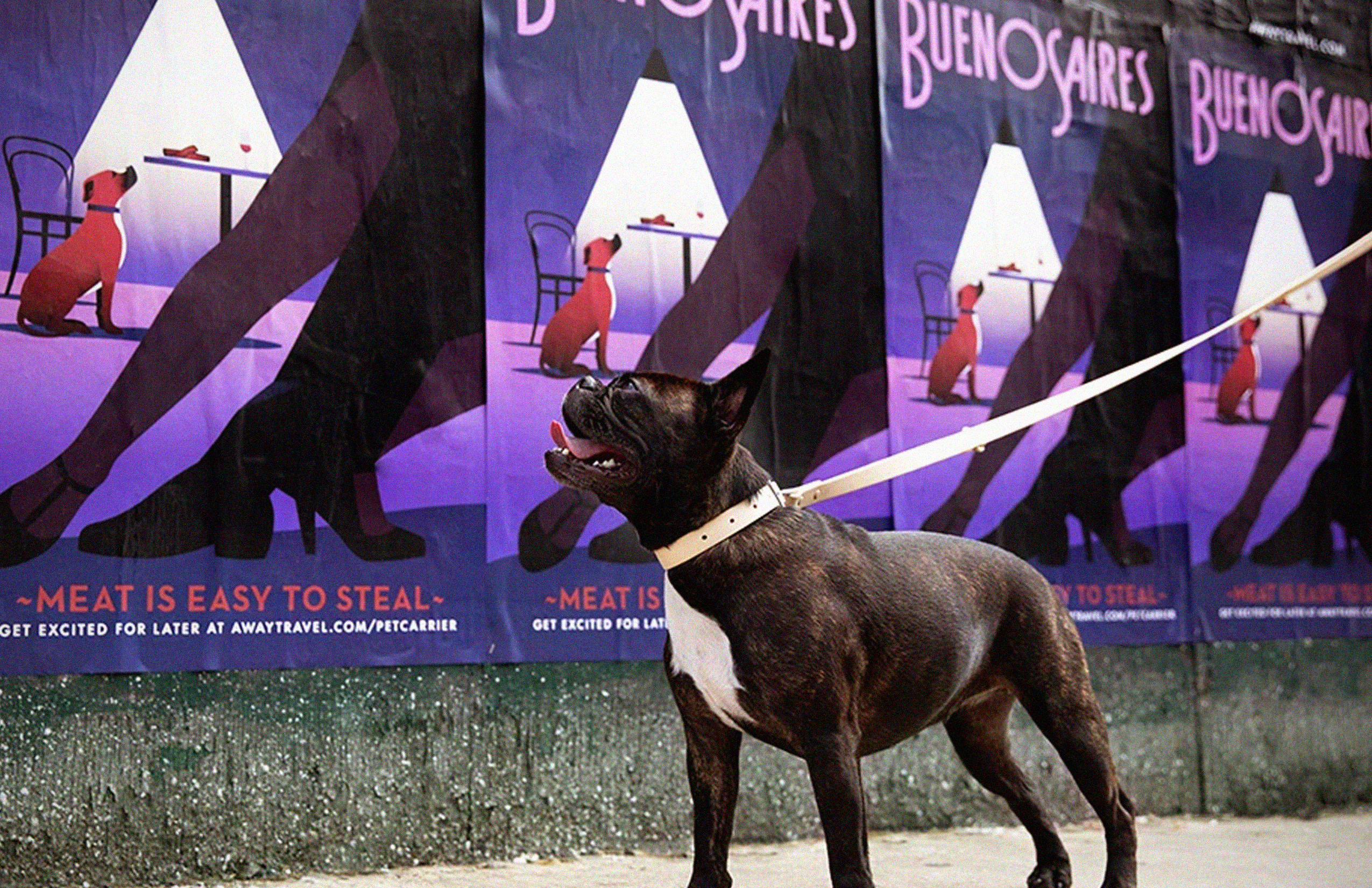 away_petcarrier_ooh_wide3