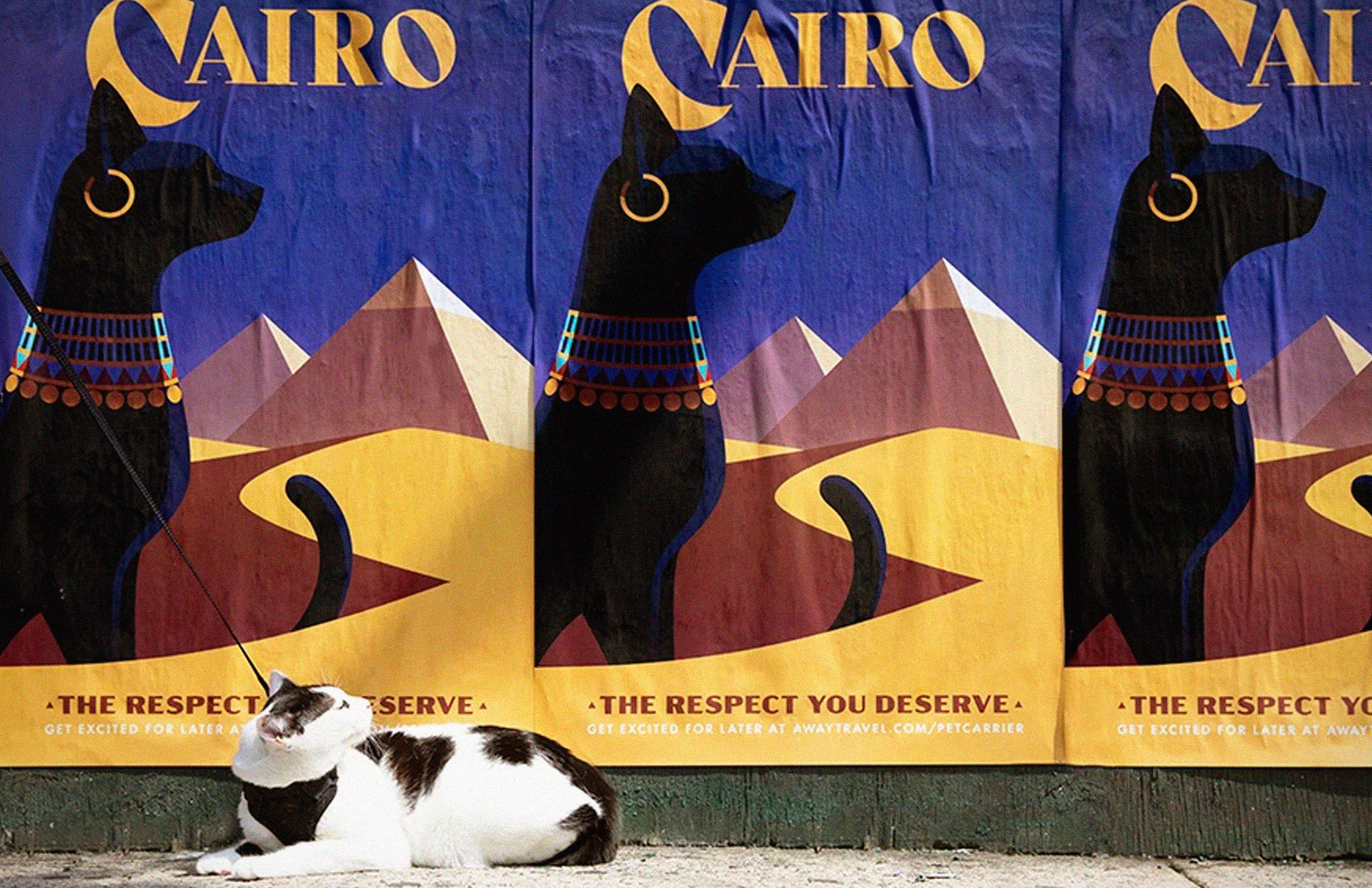 away_petcarrier_ooh_wide4